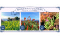 「アイスチューリップ」が開花！「菜の花」と「キダチアロエ」が見頃に！