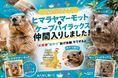 屋内型ふれあい動物園「アニタッチ ららぽーと名古屋みなとアクルス」に、ヒマラヤマーモット・ケープハイラックスが仲間入り
