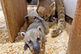 伊豆シャボテン動物公園が運営する屋内型ふれあい動物園「アニタッチ 東京ドームシティ」で、“長い鼻先とシマシマ尻尾が特徴のアライグマの仲間” アカハナグマの赤ちゃんが2頭誕生！