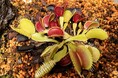 伊豆シャボテン動物公園の温室で「じっくり観察！食虫植物展」を開催！～過酷な環境で生きるために、虫を食べちゃいます～