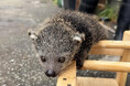 伊豆シャボテン動物公園「ビントロング」と「シロテテナガザル」の赤ちゃん誕生