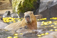 今シーズンは「カピバラのゆず湯」30周年！伊豆シャボテン動物公園で、“伊豆の冬の風物詩”としておなじみの『元祖カピバラの露天風呂』を開催、2026年11月21日（土）スタート！