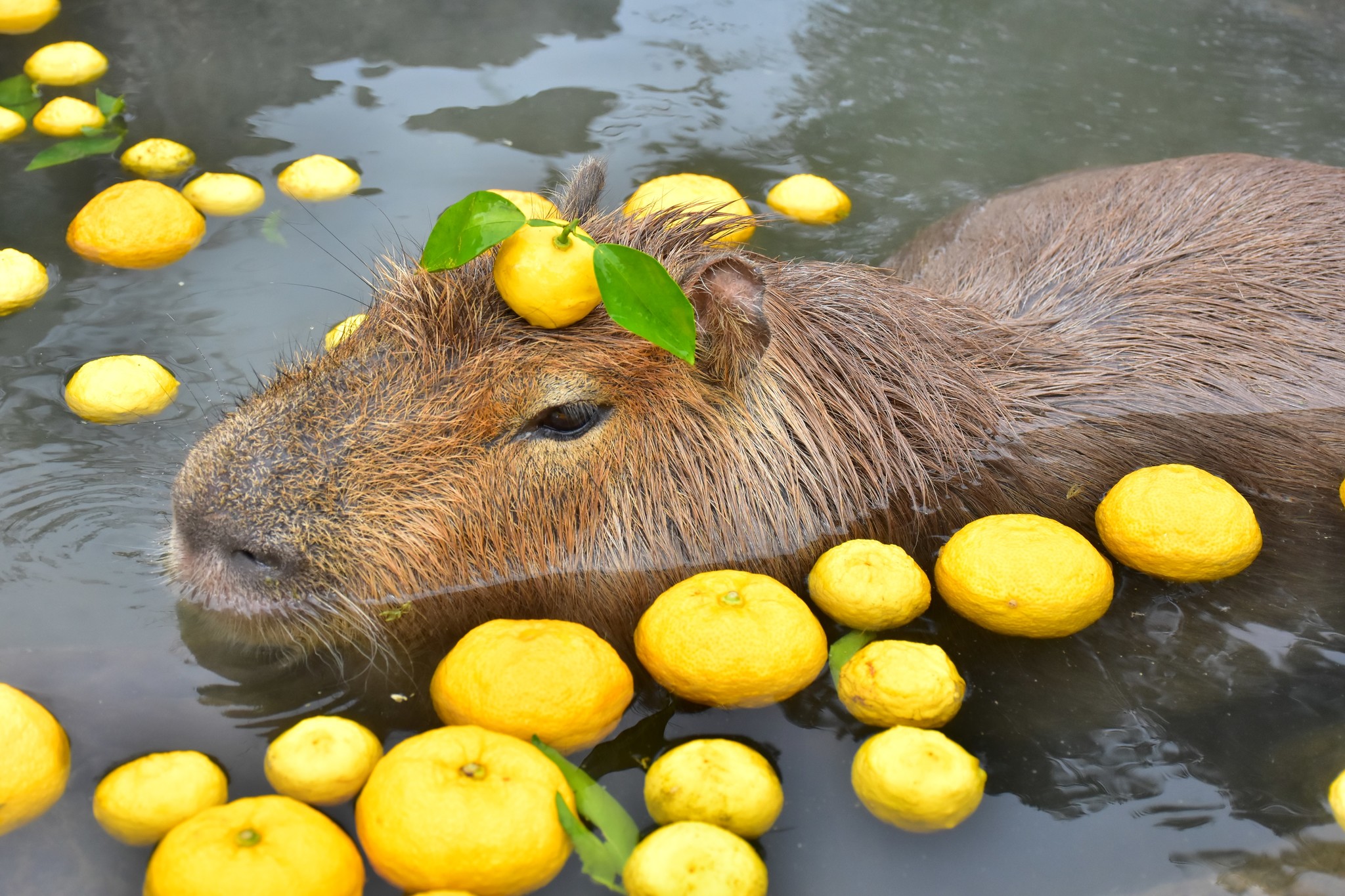 冬至！カピバラも“ゆず湯”で風邪予防?! 恒例「カピバラのゆず湯」開催｜株式会社伊豆シャボテン公園のプレスリリース