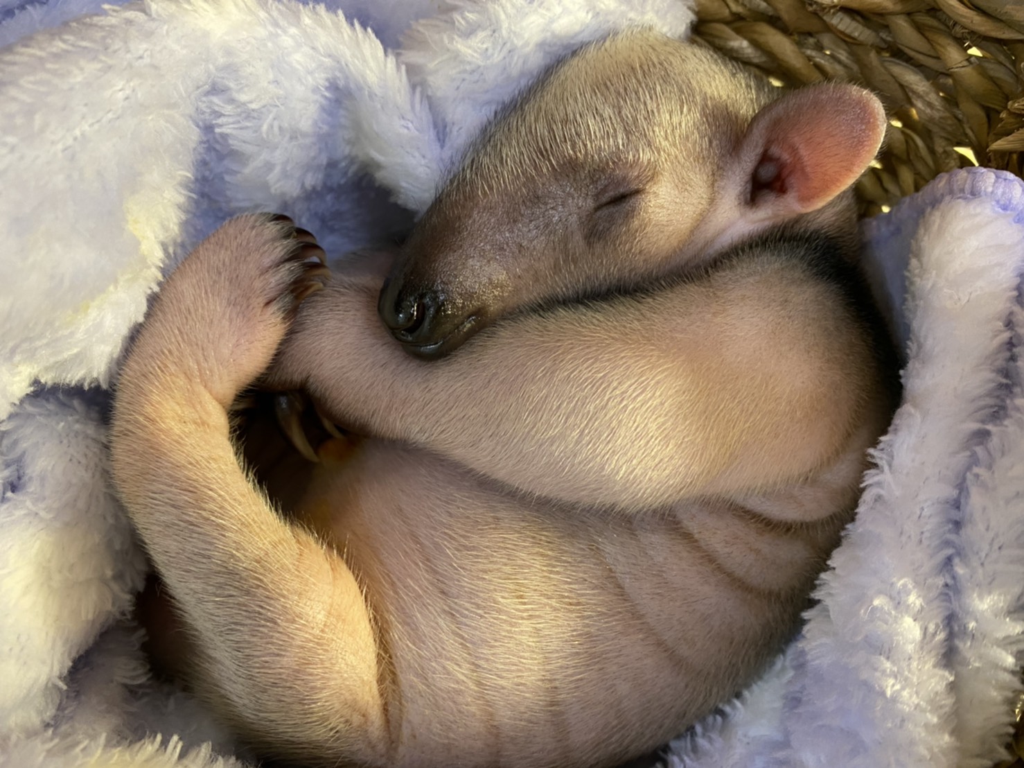 待望の妹が誕生 ミナミコアリクイ アン 伊豆シャボテン動物公園にて 一般公開スタート 株式会社伊豆シャボテン公園のプレスリリース