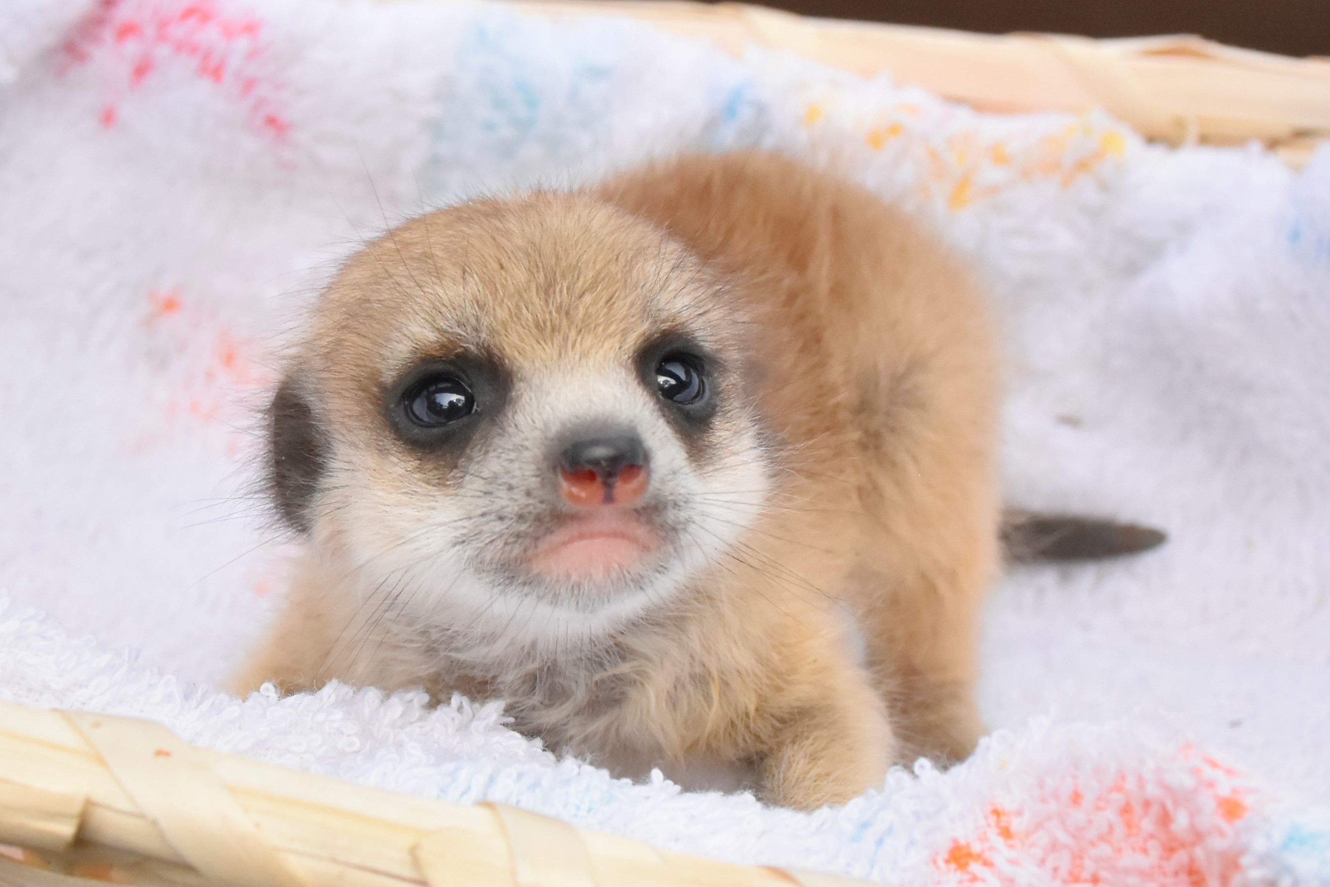 可愛すぎてオーマイガッ 動物たちのベビーラッシュ 株式会社伊豆シャボテン公園のプレスリリース