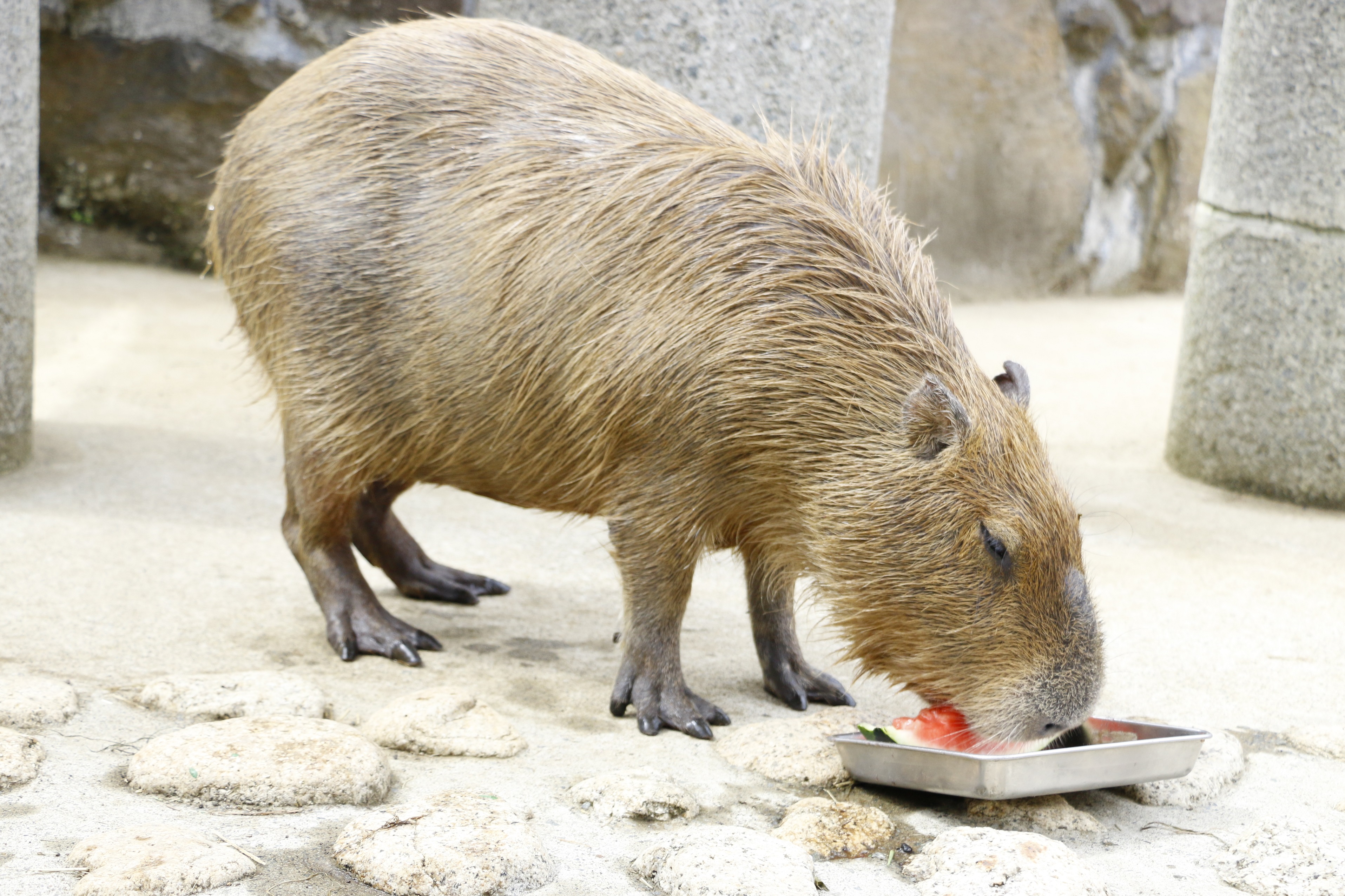 カピバラたちの熱き戦い カピリンピック カピバラのスイカ早食い競争 21 8月5日 木 開催 株式会社伊豆シャボテン公園のプレスリリース