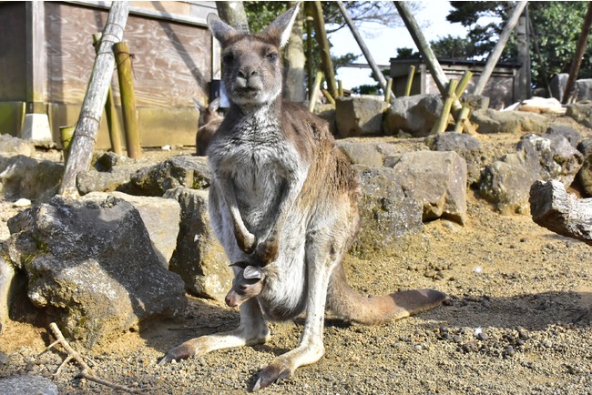 クロカンガルーの親子