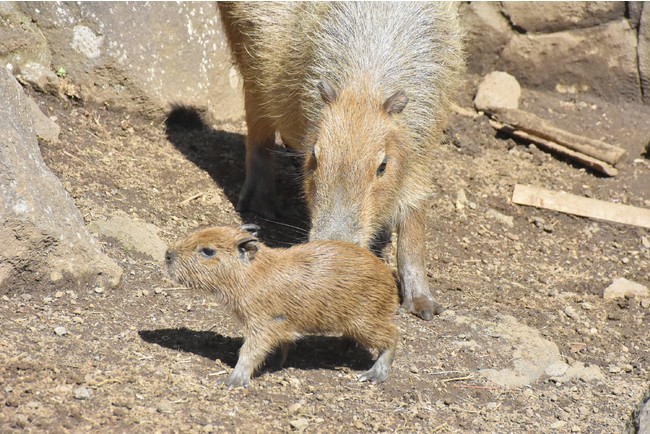 カピバラの赤ちゃん カピバラの赤ちゃん