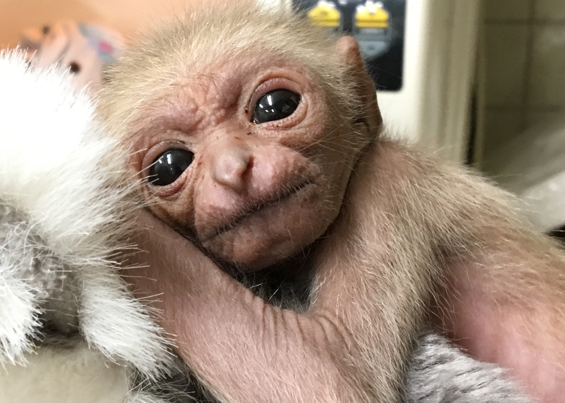 伊豆シャボテン動物公園 シロテテナガザル の赤ちゃん人工哺育ですくすく 株式会社伊豆シャボテン公園のプレスリリース