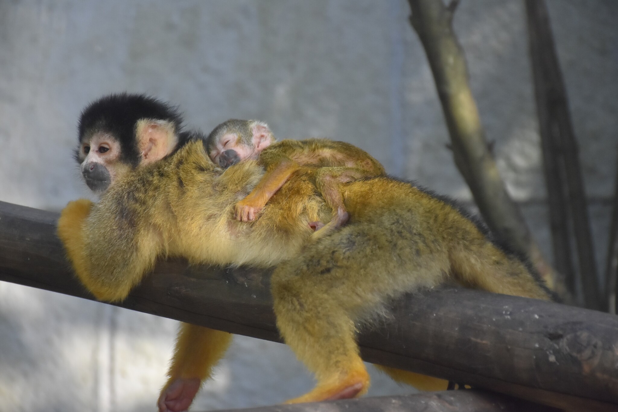 伊豆シャボテン動物公園で「ホオジロカンムリヅル」＆「リスザル」の