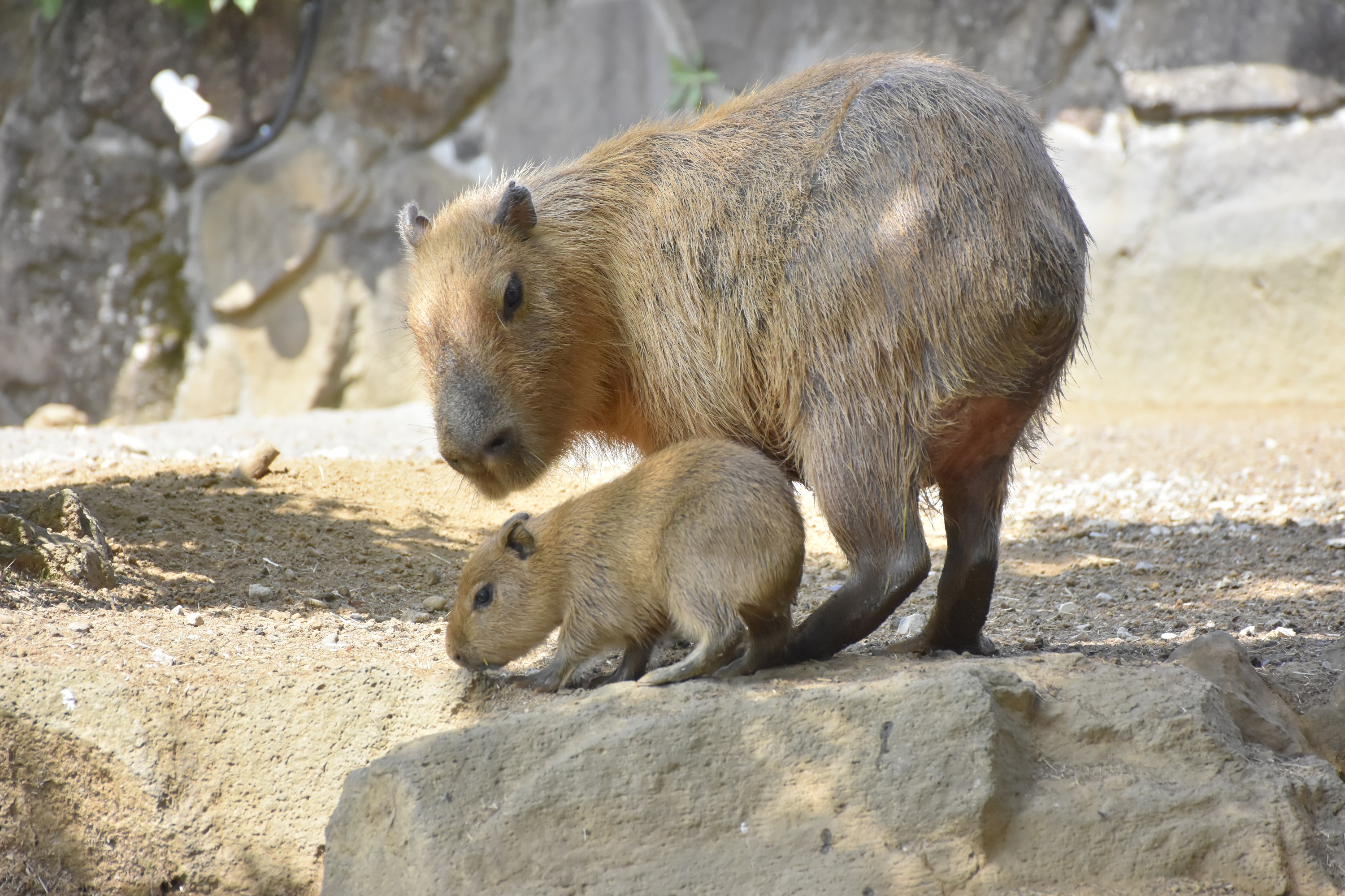 カピバラの赤ちゃんすくすく成長中＆「パンパスグラス」が秋の到来を