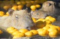 伊豆シャボテン動物公園「元祖カピバラの露天風呂」の人気変わり湯「カピバラのゆず湯」を今シーズンも開催!