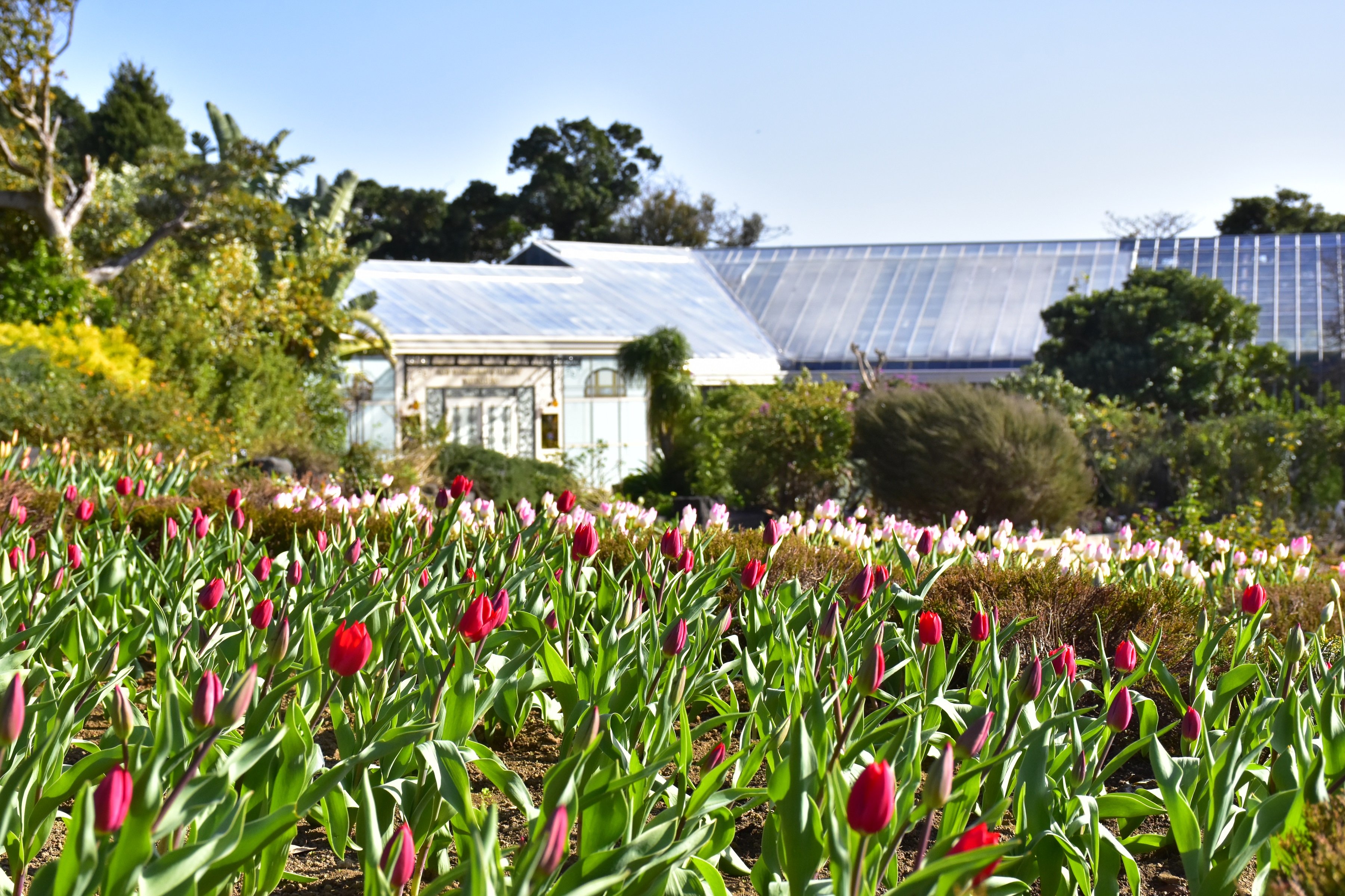 ニューヨークランプミュージアム フラワーガーデンで アイスチューリップ が開花 株式会社伊豆シャボテン公園のプレスリリース