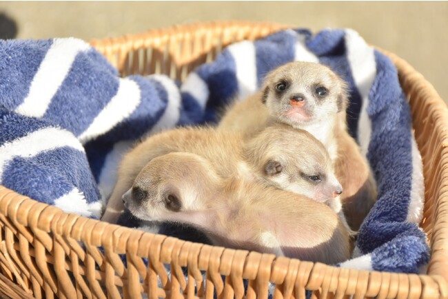 ミーアキャットの赤ちゃん ミーアキャットの赤ちゃん