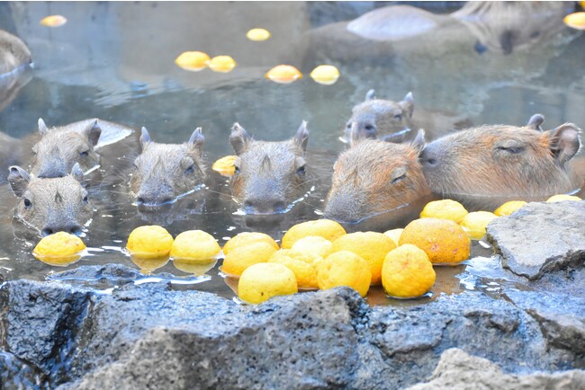 秋頃に誕生した赤ちゃんたちはお風呂でのんびり 秋頃に誕生した赤ちゃんたちはお風呂でのんびり