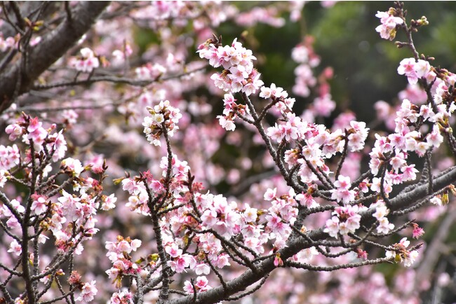 早咲きの桜「寒桜」が見頃