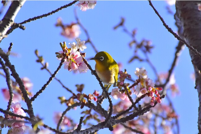 可愛らしいメジロも飛来 可愛らしいメジロも飛来