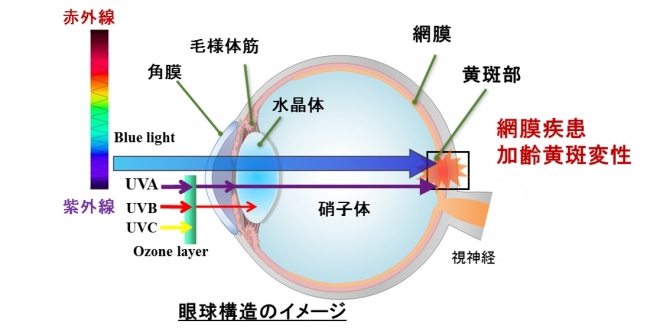 (図１)ブルーライトが目の網膜にダメージを与えるイメージ