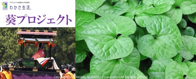 京都に 葵の森 を復活させる取り組みを継続して行っています 株式会社 わかさ生活のプレスリリース