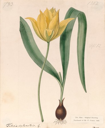 シデナム・ティースト・エドワーズ　チューリッパ・シルベストリスの栽培品種（ユリ科）　1809年　黒鉛、水彩、紙　キュー王立植物園蔵　ⒸThe Board of Trustees of the Royal Botanic Gardens, Kew