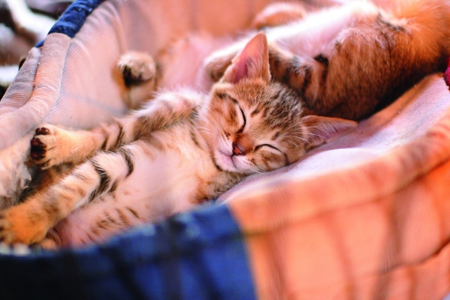 お母さんが子どもを生んで保護されるパターンも多い。仲良く折り重なるように眠る仔猫たちはやっぱりかわいくて、仔猫は早く里親が決まります。