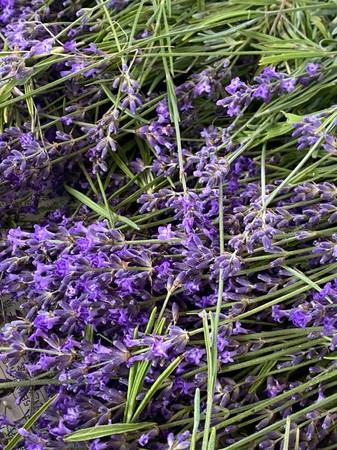 Artq Organicsより 世界のさまざまなラベンダーの香りをお届け オーガニックラベンダーフェア We Are Lavender を年9月23日 水 から開催 時事ドットコム