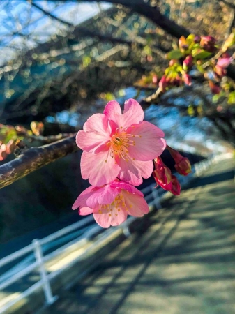 約1000本の河津桜が並ぶ三浦海岸。満開時は息を飲む美しさです。