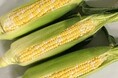 とうもろこしの収穫が最盛期 甘味種「ミルフィーユ」、鮮度際立つ“朝採れ”で注目