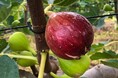 夏のイチジク、少雨で甘味濃厚 品質良好で“当たり年”
