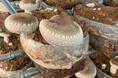 秋の生しいたけ、まもなく旬入り 価格は安定