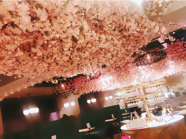 期間限定、2,500本の桜の造花を装飾
