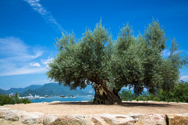 小豆島「樹齢千年のオリーヴ大樹」