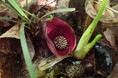 【入間市の貴重な開花情報】絶滅危惧種ヒメザゼンソウ、「さいたま緑の森博物館」で今年も開花を確認