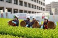 【埼玉県入間市】”市役所の茶畑”で新茶を五感で体感する「八十八夜　新茶まつり」開催