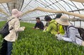 【埼玉県入間市】”狭山茶”新茶イベント振り返り特集 その１「茶摘み体験バスツアー」