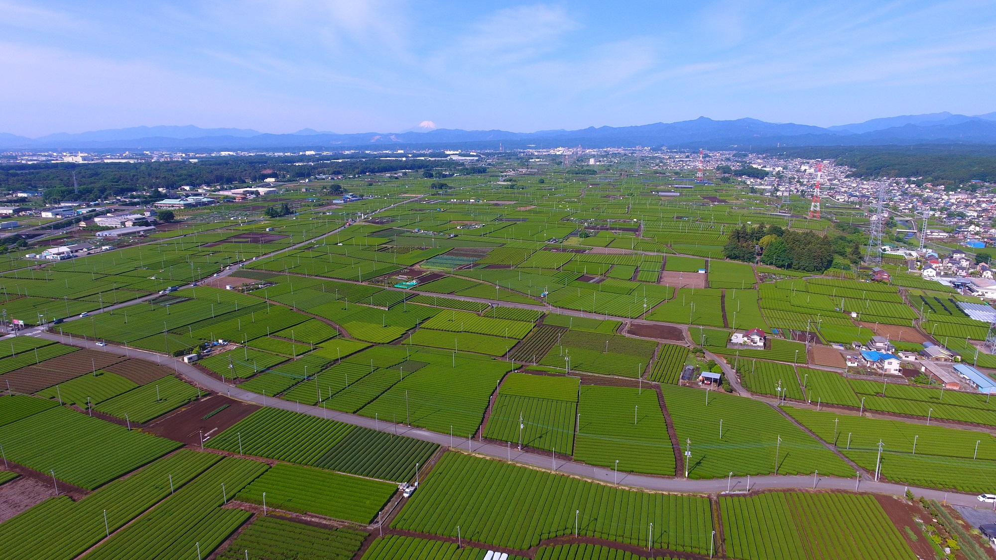 狭山茶主産地の入間市 新茶の季節が近づいてきました 八十八夜新茶まつりは中止となりました 入間市のプレスリリース