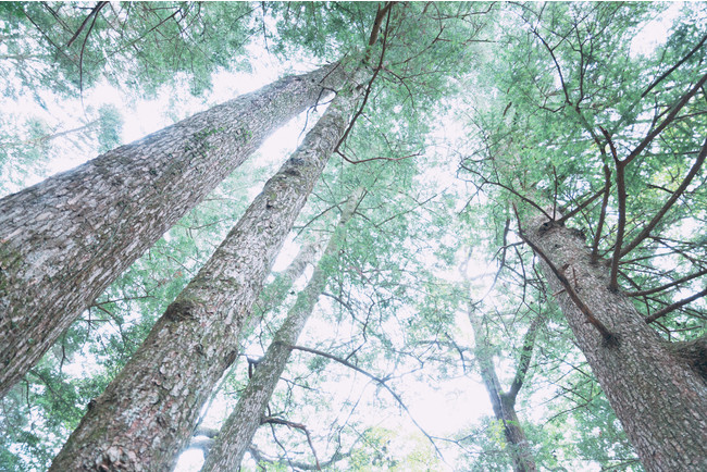 Catalu JAPANが川崎市の木材利用促進フォーラム事業の一環として、体験型ECを活用した木材利用促進・普及啓発の取組みを実施する