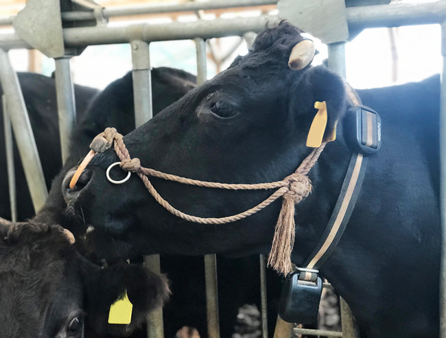 Farmnote Colorを装着した牛
