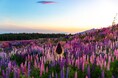 世界100ヶ国以上のオーダーメイドツアーを手掛けるOooh(ウー)。旅の新定番は“花に導かれる旅”。夏から秋に訪れたい世界の花咲く絶景3選!フランス・ニュージーランド・南アフリカで咲き誇る花を巡る旅。