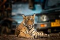 初めてのサファリにおすすめ!近場アジアで本格サファリ体験!野生動物と触れ合う新規旅行プランの販売を開始。現地旅行会社おすすめのサファリスポット3選をご紹介