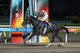 南関東クラシック最後の無敗三冠馬、ミックファイア引退