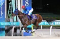 10月7日（水）3歳ダート三冠競走最終戦「ジャパンダートクラシック（JpnⅠ）」出走馬16頭と枠順が決定！！JRA・フィンガーが新ダート体系創設後、初の三冠達成なるか