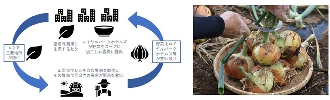 　循環図のイメージ　　　　　　　　　　　　　　　　　　ヒシを使った堆肥で栽培された玉ねぎ