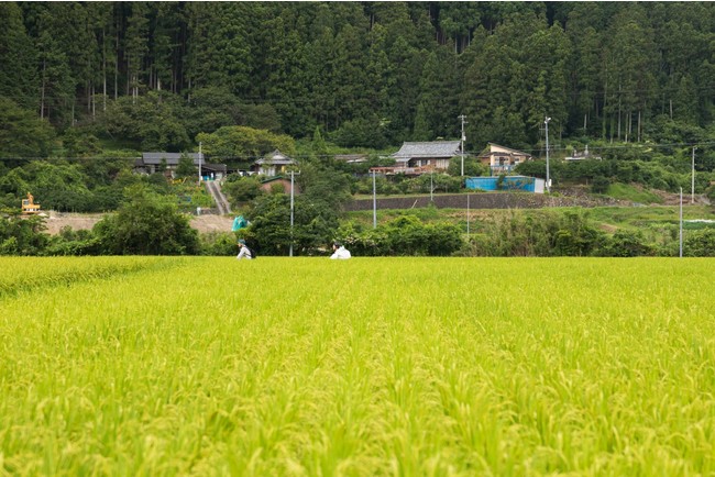 松野町目黒地区の田園風景