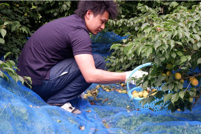 松野町で梅の収穫を手伝う様子