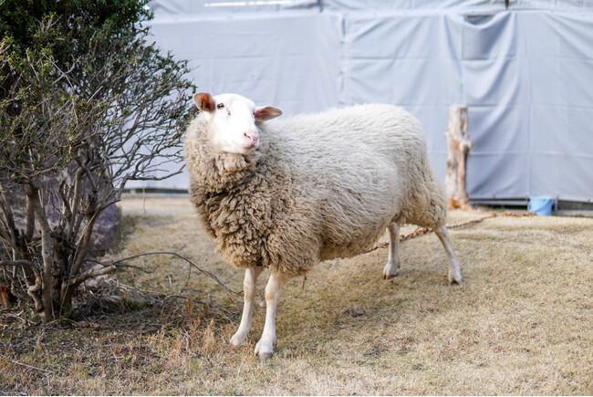 福山高校のアニマルセラピー羊「もふお」
