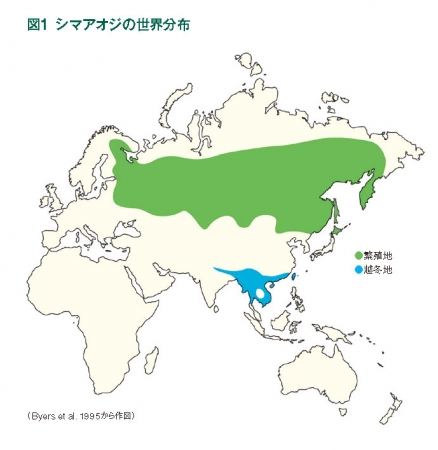 絶滅危惧種シマアオジ フィンランドでの地域絶滅が発表される 日本野鳥の会のプレスリリース