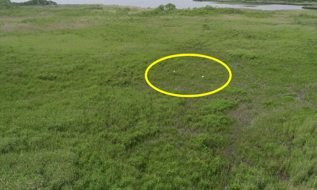 ウトナイ湖サンクチュアリの遠景。丸枠内は、今回確認されたタンチョウ親子　撮影／日本野鳥の会