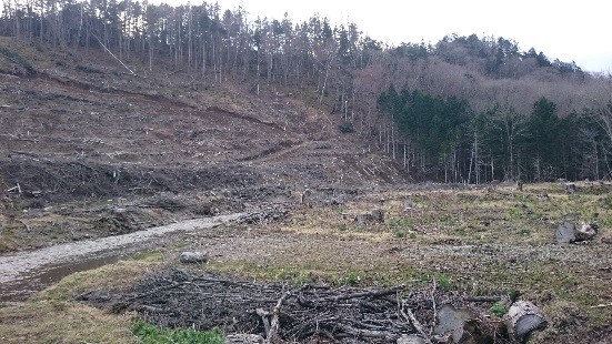 伐採されたシマフクロウの森