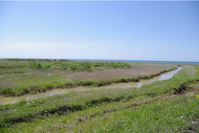 勇払原野の浜厚真地区（厚真町）に残存する湿地